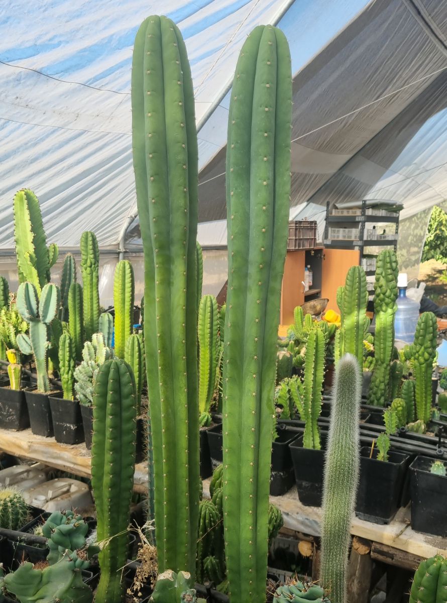 Gemelos San Pedro Grandes