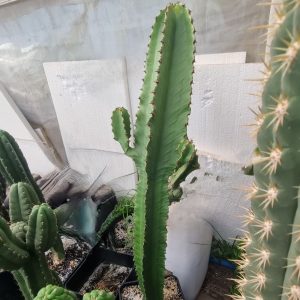 Euphorbia ingens 3 bracitos